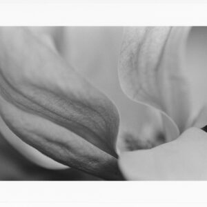 Magnolia dance